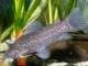 poisson Dianema longibarbis