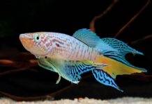 poisson Fundulopanchax sjoestedti