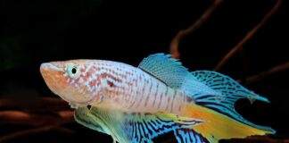 poisson Fundulopanchax sjoestedti