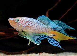 poisson Fundulopanchax sjoestedti