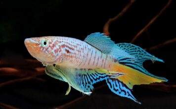 poisson Fundulopanchax sjoestedti