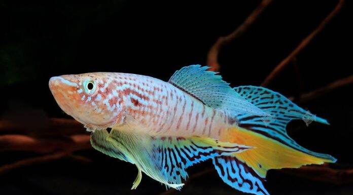 poisson Fundulopanchax sjoestedti