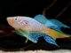 Fiche du poisson Fundulopanchax sjoestedti poisson Fundulopanchax sjoestedti