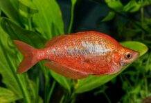 poisson Glossolepis incisus