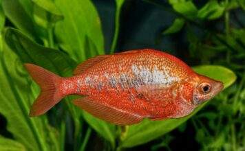 Fiche du poisson Glossolepis incisus poisson Glossolepis incisus