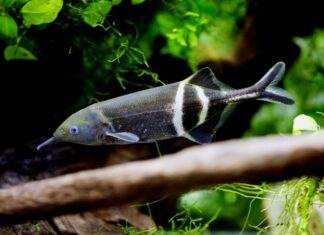 poisson Gnathonemus petersii