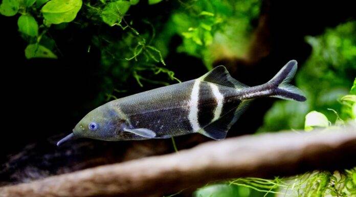 poisson Gnathonemus petersii