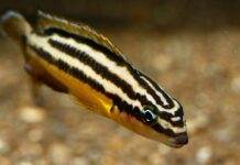 poisson Julidochromis regani