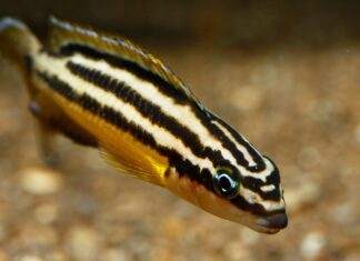 poisson Julidochromis regani