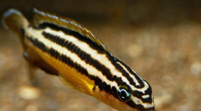 Fiche du poisson Julidochromis regani poisson Julidochromis regani