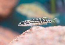 poisson Julidochromis transcriptus