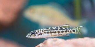 poisson Julidochromis transcriptus