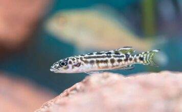 Fiche du poisson Julidochromis transcriptus poisson Julidochromis transcriptus