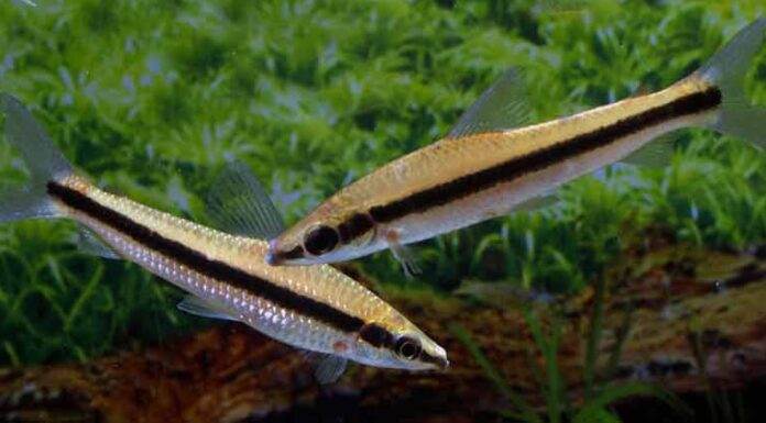 poisson Laemolyta taeniata