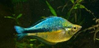 poisson Melanotaenia lacustris