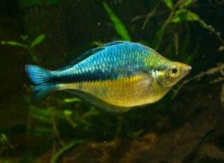 poisson Melanotaenia lacustris
