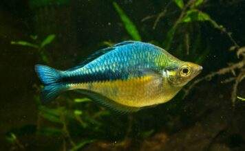 Fiche du poisson Melanotaenia lacustris poisson Melanotaenia lacustris