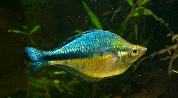 Fiche du poisson Melanotaenia lacustris poisson Melanotaenia lacustris