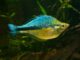Fiche du poisson Melanotaenia lacustris poisson Melanotaenia lacustris