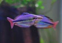 poisson Melanotaenia trifasciata