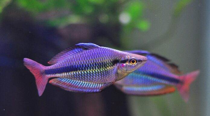 poisson Melanotaenia trifasciata