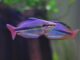 poisson Melanotaenia trifasciata