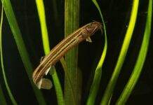 poisson Misgurnus fossilis
