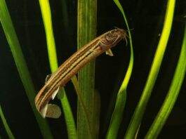 poisson Misgurnus fossilis