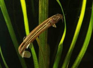 Fiche du poisson Misgurnus fossilis poisson Misgurnus fossilis