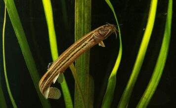Fiche du poisson Misgurnus fossilis poisson Misgurnus fossilis