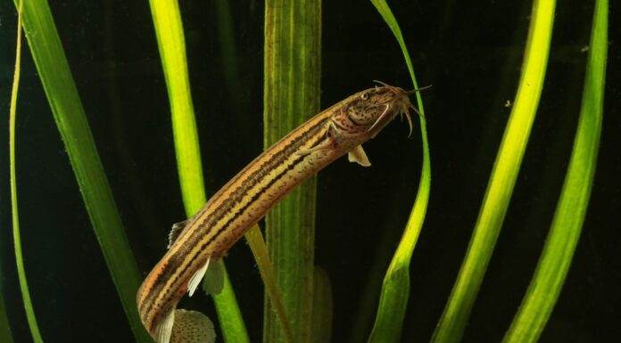 poisson Misgurnus fossilis