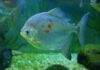 poisson Myloplus rubripinnis