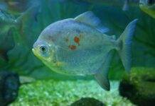 poisson Myloplus rubripinnis