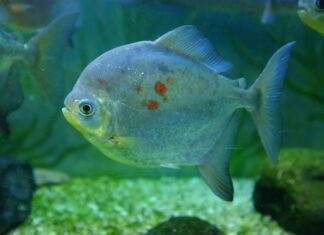 poisson Myloplus rubripinnis