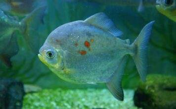 poisson Myloplus rubripinnis