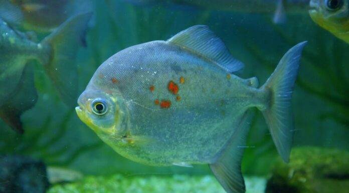 poisson Myloplus rubripinnis