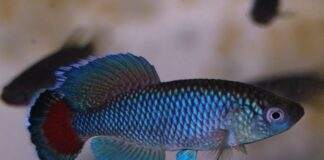 poisson Nothobranchius jubbi