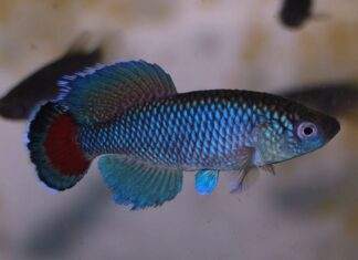 poisson Nothobranchius jubbi