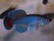 Fiche du poisson Nothobranchius jubbi poisson Nothobranchius jubbi