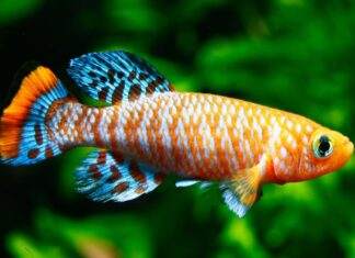Fiche du poisson Nothobranchius rachovii poisson Nothobranchius rachovii