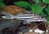 poisson Pimelodus albofasciatus