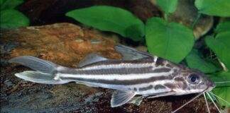 poisson Pimelodus albofasciatus