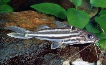 Fiche du poisson Pimelodus albofasciatus poisson Pimelodus albofasciatus