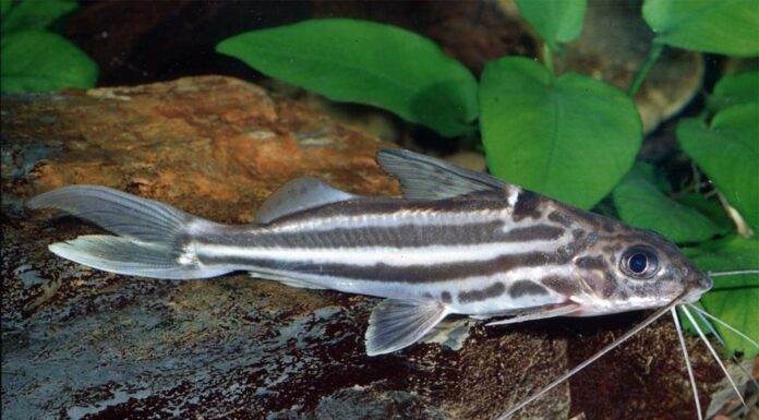 poisson Pimelodus albofasciatus
