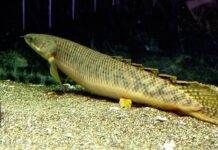 poisson Polypterus palmas