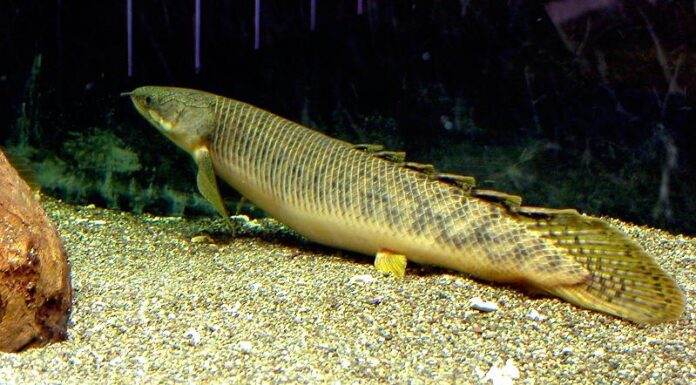 poisson Polypterus palmas
