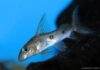 poisson Synodontis congicus