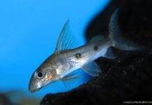 poisson Synodontis congicus
