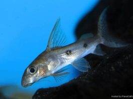 poisson Synodontis congicus