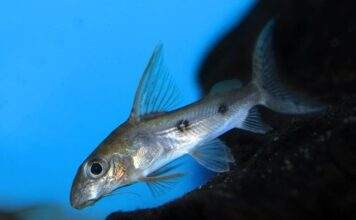 poisson Synodontis congicus